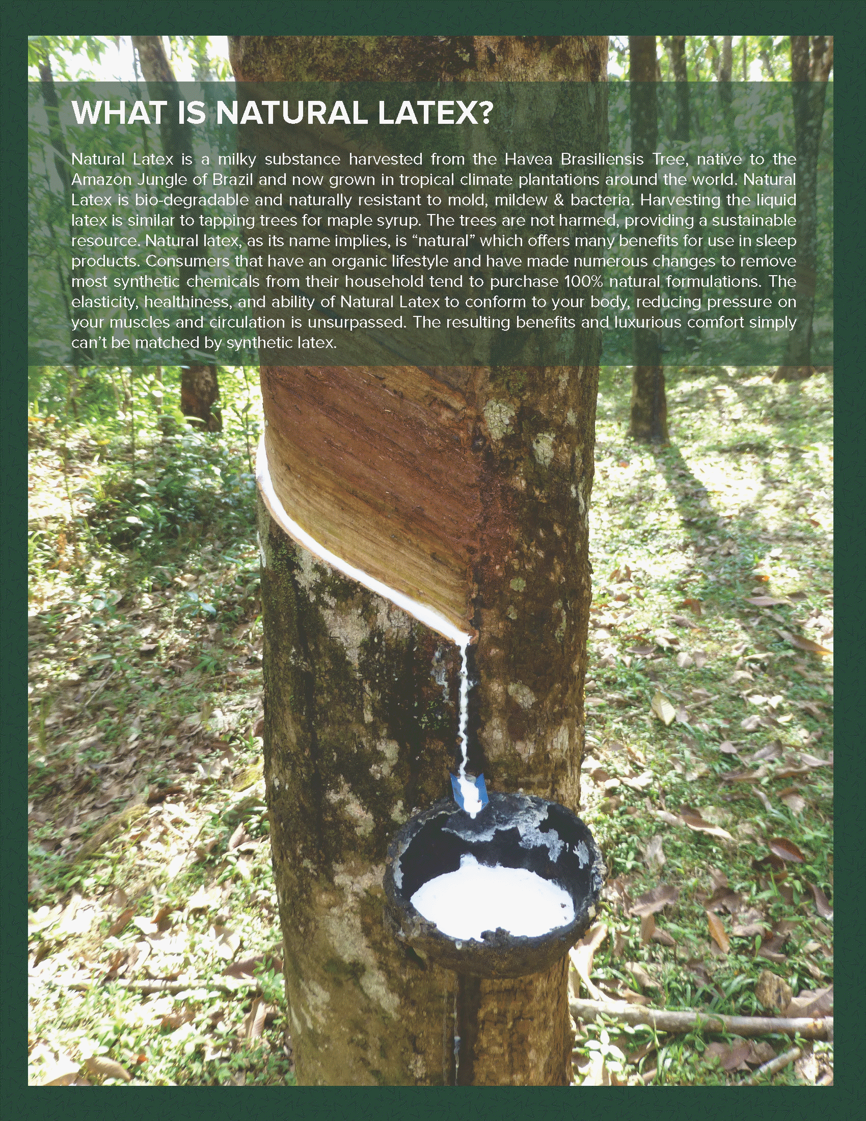 Coronado adjustable hospital bed mattresses